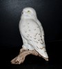 Snowy Owl, Pastel