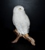 Snowy Owl, Pastel