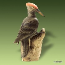 Woodpecker on a branch pastel 24499