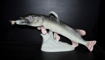 Pike, 50cm.