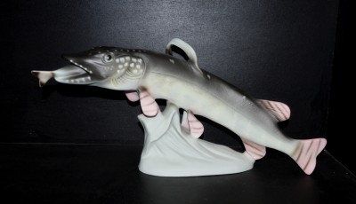 Pike, 50cm.